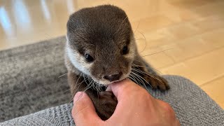 こちょこちょされる飼い主を助けるためにカワウソが立ち向かう！ An otter stands up to help his ticklish owner!