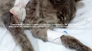 Спасаем бездомного кота с абсцессом