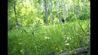 spirits of the forest