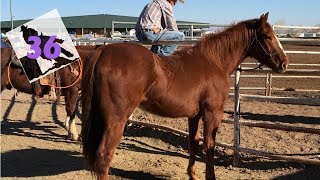Barrel Racer Life - Episode 36