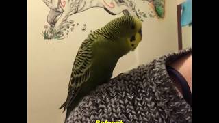 Говорящий попугайчик ругается и болтает / FunnyTalking Budgie  / Konusan Muhabbet Kusu