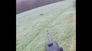 Driven hunt in Belgium/ Drijfjacht in België/ Chasse battue en Belgique 2019 part 2