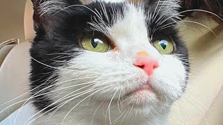 Woman brings home a toothless senior cat. And discovers he sounds like a pigeon.