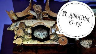 Как маленькая сова делает много-много страха. Сыч Чу поёт, сыч Юйня орёт. Сплюшки тихо тикают
