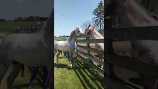 Beautiful Arabian Stallion Sex!!!!