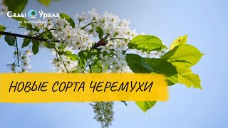 ЧЕРЁМУХА: новые сорта. Видеоинструкция от Питомника "Сады Урала"