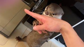 冷蔵庫を開け、イタズラしたはずのカワウソが…消えた！？ otter that prank me into open the refrigerator has disappeared!