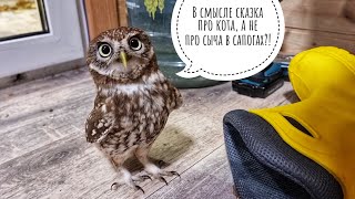 Сыч Лучик делает обзор жёлтого сапога. Сова-испытатель в деле