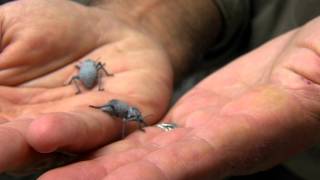 Blue Death Feigning Beetle - Cincinnati Zoo