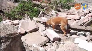 Más que mascotas - Perros de rescate - Más que perros y gatos 12