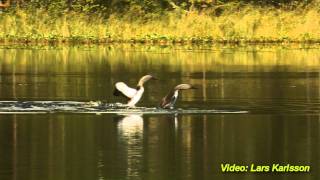 SMÅLOM  Red-throated Loon  (Gavia stellata)