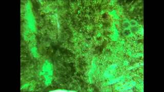 sea dive mark II