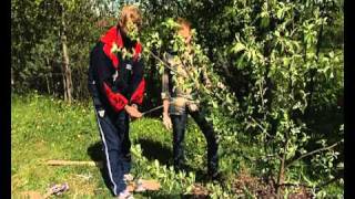 Формирование яблони - уДачные советы