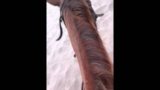 Pussy on a horse