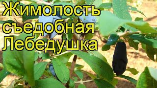 Жимолость съедобная Лебедушка. Краткий обзор, описание характеристик lonicera edulis Lebedushka