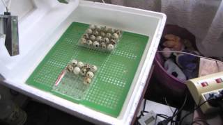 инкубация перепелов