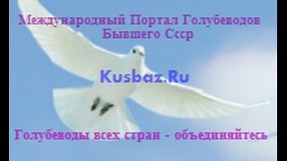 Голуби,мои вы милые