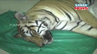 Body of Tiger Found In Forest of Bolangir, Postmortem Report To Come Soon