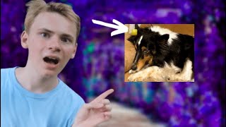 MEIN HUND HAT GAME MASTER CHIP AM OHR!!! (Rebekah Wing hatte ich extra gerettet doch jetzt...)