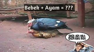 Perkawinan Silang Hewan || Edisi Bebek mengawini Ayam
