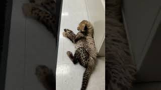 Cheetah Cub Rozi Meeting Her New Puppy Companion - Cincinnati Zoo #shorts