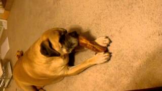 Funny Dog Videos - Waylon