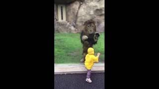 Lion attempts to POUNCE on little boy but slams into the enclosure glass [FULL VIDEO] - ORIGINAL