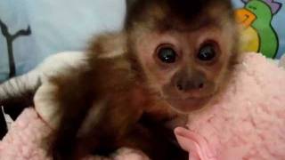 baby monkey cam