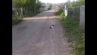 Коте забуксовал)