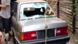 Неудачно вырвал пенёк