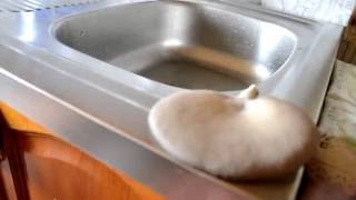 Собираем споры грибов вешенки