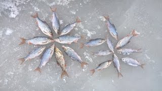 Ловля плотвы зимой. Крупная плотва. Плотва на мормышку. Трофейная плотва. Озеро Ильмень. 10.01.2017