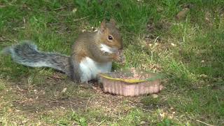 Squirrel Nutkin Dines (short version)