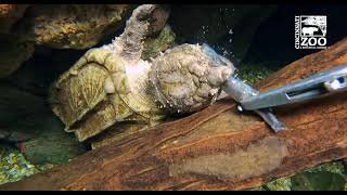 Alligator Snapping Turtle Feed for World Turtle Day - Cincinnati Zoo