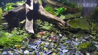 Нано- куб в стиле Aquascape с креветками Кристаллами. (My Shrimp Crystals)