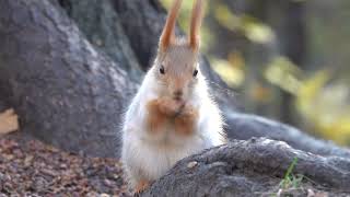Белки и орешки. Зарисовка / Squirrels and nuts. Sketch