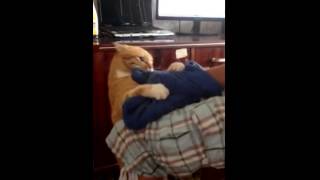Месть рыжего кота (просто жесть!) / Revenge of red cat