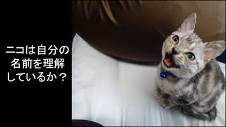 アメショーの子猫ニコは自分の名前がわかっているのか検証してみた !~I verified that a kitten understands her name~
