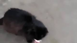 Чеченский  кот  Прикол "Кошка любит детскую соску".