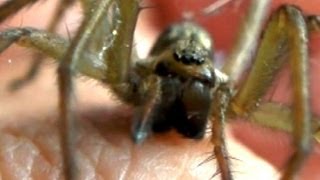 Hobo Spider Bite Test