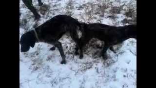 Вязка Адеь и Бима 10.01.13.