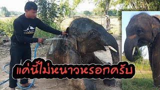 อากาศหนาว!!!น้ำไม่อาบเกือบ5วันแล้ว ขวัญเงิน.