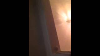 Dog vs hover