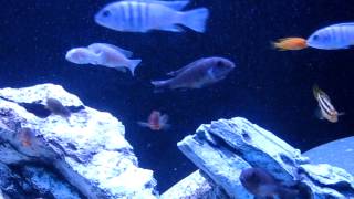 Malavi Tank