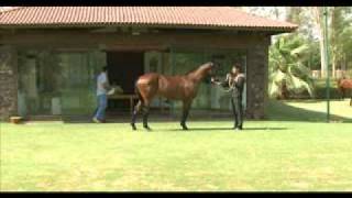 usha stud Multidimentiona Amorina
