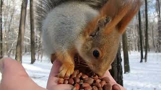 Белка, похожая на молодого Ушастика / A squirrel that looks like a young Ushastik