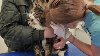 Очень терпеливый кот Мурлок у ветеринара. Пособие для других котиков, как надо себя вести у доктора