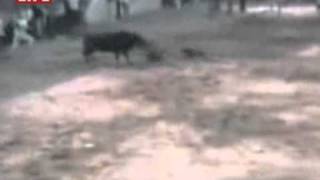 собака в бою с быком.iflv