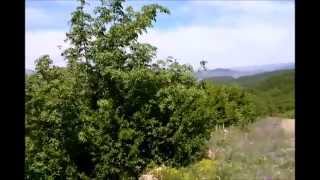 Куда ты завёл нас, Сусанин - герой...
