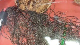 썸네일주작아님) 한번에 1만마리....한국에서 이런분들이 있었네요.  찍다가 피봤습니다